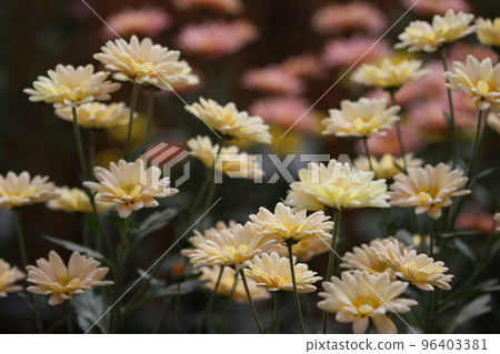<< Odawara Castle >> chrysanthemum exhibition, spray chrysanthemum 96403381