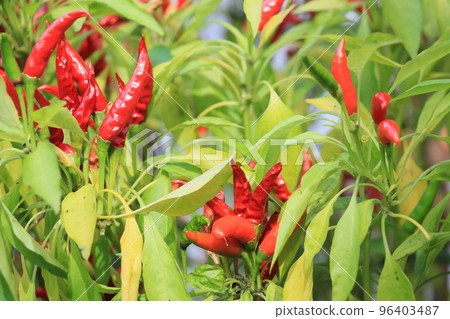 Naito Chili Pepper Pepper, Edo Vegetables, and Spices 96403487