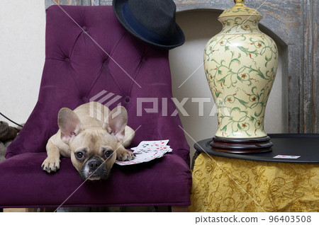 The bulldog dog plays cards with his paw on the cards and looking attentively at the camera while lying on an armchair. The bulldog dog plays cards with his paw on the cards and looking attentively at the camera while lying on an armchair. 96403508