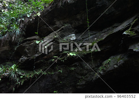 岩石和懸掛植物 岩石和懸掛植物 96403552
