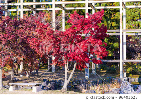 京阪奈紀念公園“水溪園”觀月樓前的鮮紅楓葉 京阪奈紀念公園“水溪園”觀月樓前的鮮紅楓葉 96403625