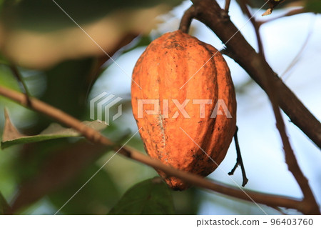 成熟的可可豆 巧克力可可塊的原料 96403760