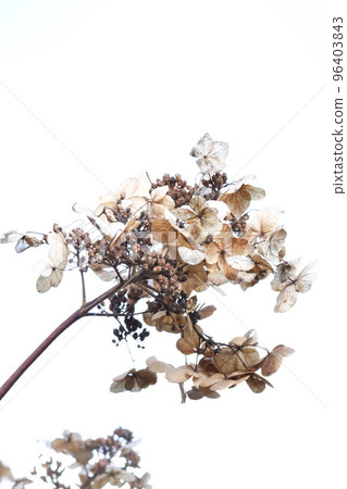 Dried flower of Noriutsugi in white background 96403843