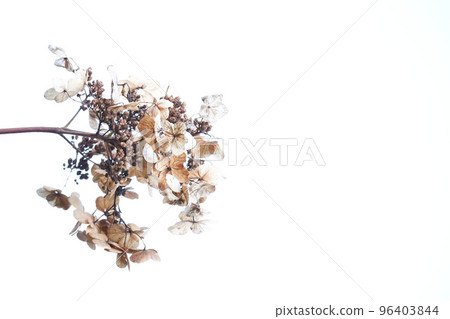 Dried flower of Noriutsugi in white background 96403844