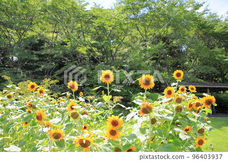 Sunflower flowers 96403937