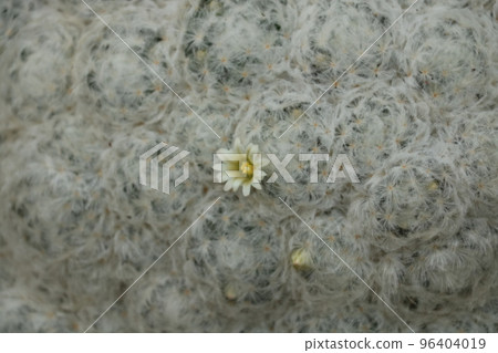 仙人掌花白星 96404019