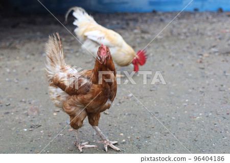 The Rhode Island red hen is stay and relax in asia farm garden The Rhode Island red hen is stay and relax in asia farm garden 96404186