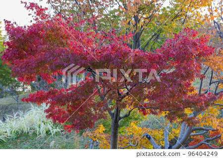 Keihanna Commemorative Park "Suikeien" Crimson maple planted on the island of Suikei-dana Keihanna Commemorative Park "Suikeien" Crimson maple planted on the island of Suikei-dana 96404249