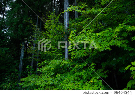 Trees and leaves Trees and leaves 96404544