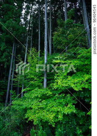 Trees and leaves 96404545