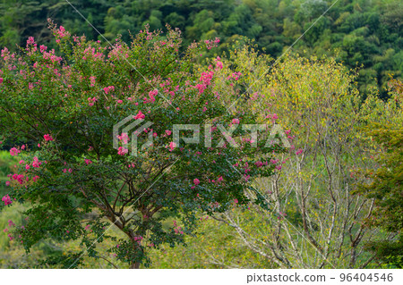 flowering trees flowering trees 96404546