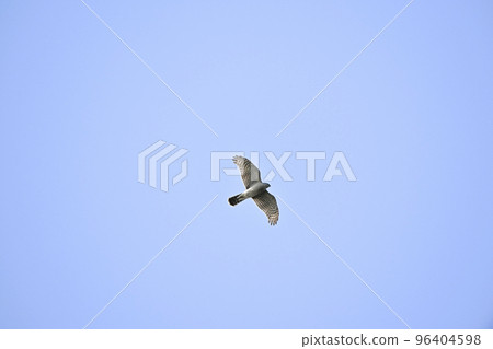 高鷹 高鷹 96404598