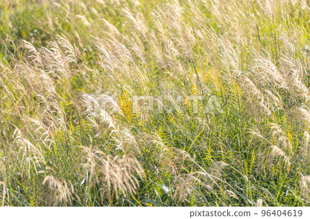 Autumn plants Autumn plants 96404619