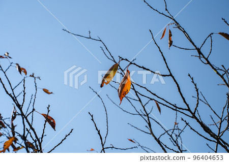 Autumn leaves Autumn leaves 96404653