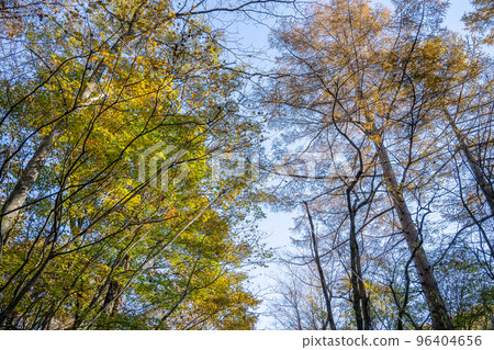 Autumn trees 96404656