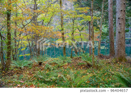 Autumn plant scenery Autumn plant scenery 96404657