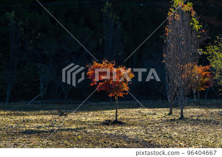 Autumn tree 96404667