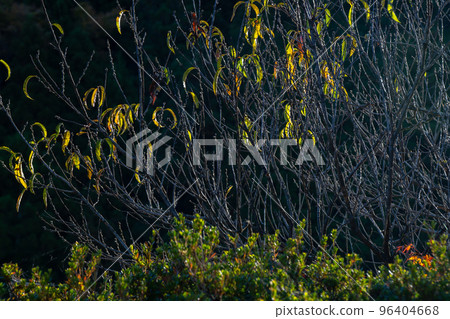 Branches and leaves Branches and leaves 96404668