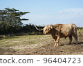 一頭長著角的大牛站著休息 96404723