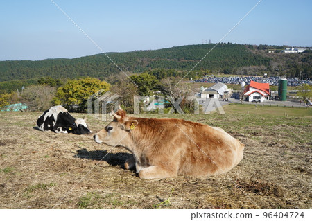 Multiple cows sitting and resting Multiple cows sitting and resting 96404724