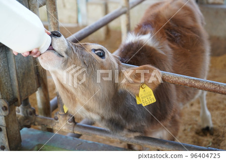 Calf drinking milk 96404725