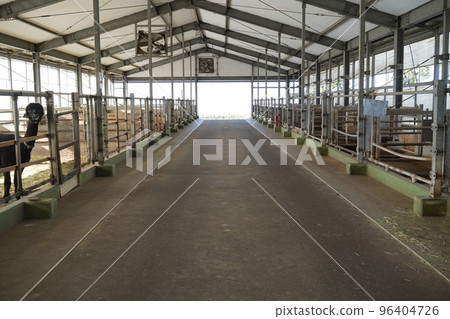 羊駝偷偷窺視的畜舍 96404726