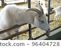 等待食物的山羊在穀倉 96404728