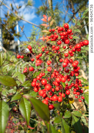 New Year's visit to Hirohata Tenmangu Shrine (Kitano-cho, Hirohata-ku, Himeji City, Hyogo Prefecture) 96404736
