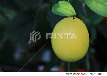 Lemon Fruit Domestic Lemon Citrus Lemon Fruit Domestic Lemon Citrus 96404855