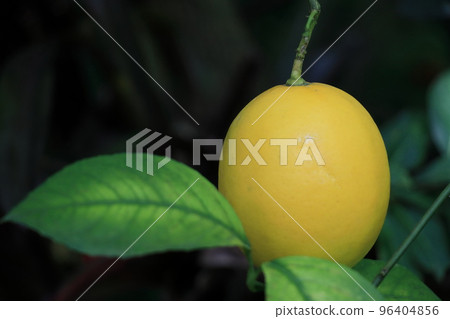 Lemon Fruit Domestic Lemon Citrus Lemon Fruit Domestic Lemon Citrus 96404856