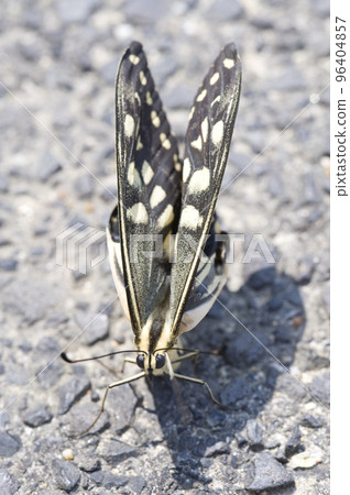 Papilio machaon vertical composition Papilio machaon vertical composition 96404857
