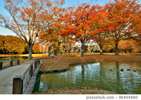 東京代代木公園落葉高大的喬木五顏六色的秋葉櫸樹 東京代代木公園落葉高大的喬木五顏六色的秋葉櫸樹 96404860