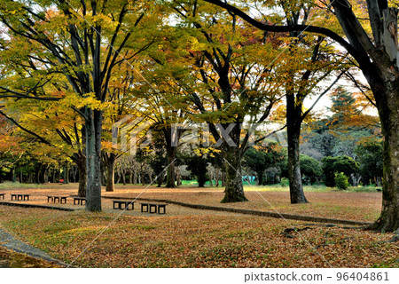 東京代代木公園落葉高大的喬木五顏六色的秋葉櫸樹 東京代代木公園落葉高大的喬木五顏六色的秋葉櫸樹 96404861