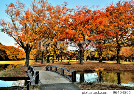 Tokyo Yoyogi Park Deciduous tall tree Colorful autumn leaves of zelkova 96404865