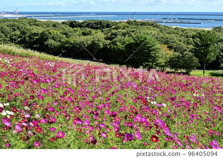 The cosmos field blooming on Miharashi Hill in Hitachi Seaside Park and the Pacific Ocean The cosmos field blooming on Miharashi Hill in Hitachi Seaside Park and the Pacific Ocean 96405094