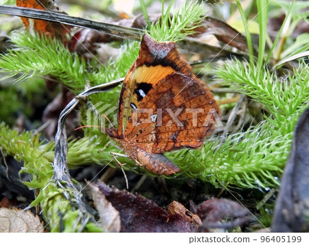 Ikari Monga (Akita City Nibetsu Ski Resort, 10/13) Ikari Monga (Akita City Nibetsu Ski Resort, 10/13) 96405199