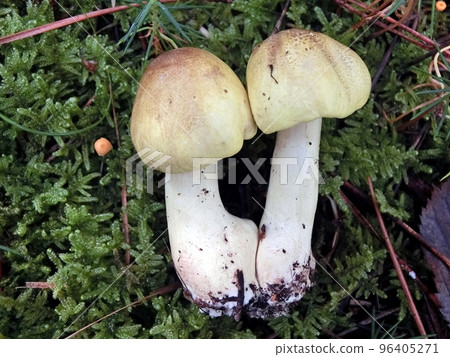 Shimokoshi (Shimoshinjo, Akita City, 10/15) 96405271