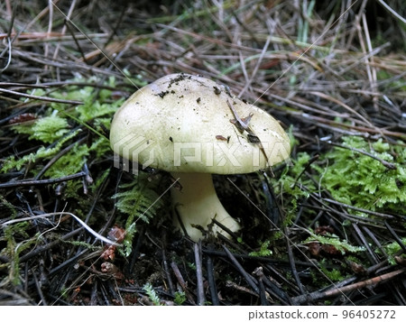 Shimokoshi (Shimoshinjo, Akita City, 10/15) 96405272