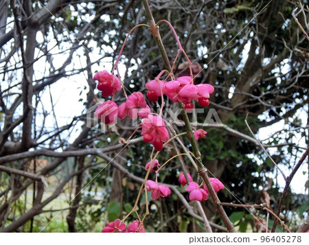 Mayumi fruit (Wakimoto, Oga City, Akita Prefecture, 11/19) Mayumi fruit (Wakimoto, Oga City, Akita Prefecture, 11/19) 96405278