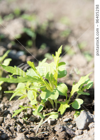 Germination of mizuna in autumn 96405298