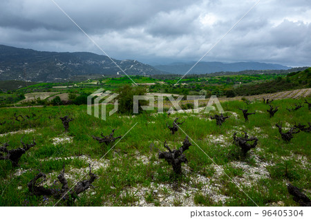 Vineyards in a small village in the mountainous part of the island of Cyprus in early spring. Vineyards in a small village in the mountainous part of the island of Cyprus in early spring. 96405304