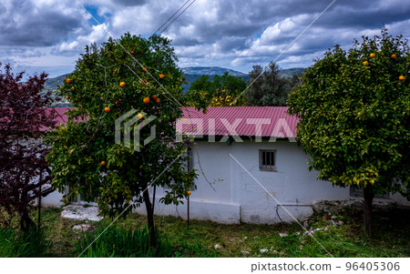 Citrus trees in a small village in the mountainous part of the island of Cyprus in early spring. Citrus trees in a small village in the mountainous part of the island of Cyprus in early spring. 96405306