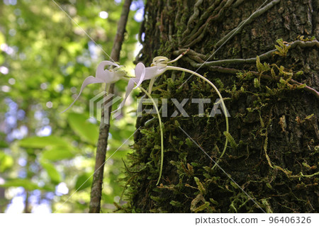Ghost Orchid - Dendrophylax lindenii - in Fakahatchee Strand, Florida. Ghost Orchid - Dendrophylax lindenii - in Fakahatchee Strand, Florida. 96406326