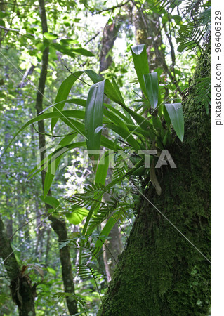 Plant of Clamshell Orchid - Prosthechea cochleata - in Fakahatchee Strand. Plant of Clamshell Orchid - Prosthechea cochleata - in Fakahatchee Strand. 96406329