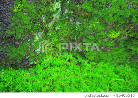 漣川的 Horugoru 堡壘。九里湖公園 96406516