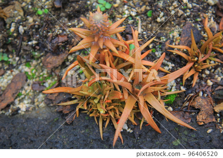 漣川的 Horugoru 堡壘。九里湖公園 96406520