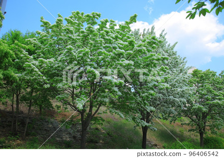 漣川的 Horugoru 堡壘。九里湖公園 漣川的 Horugoru 堡壘。九里湖公園 96406542