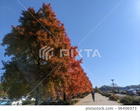Autumn leaves and blue sky Autumn leaves and blue sky 96406973