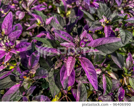 可疑的深紫色辣椒~Purple Flash~ 可疑的深紫色辣椒~Purple Flash~ 96406990