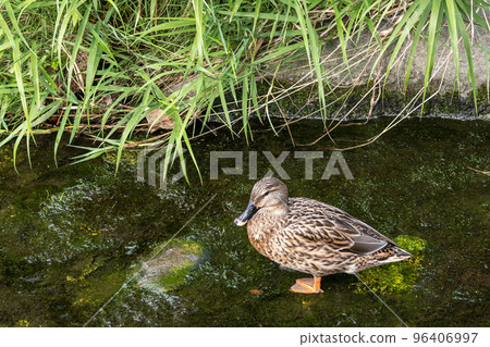 Mallard female standing in the Kamogawa waterway Mallard female standing in the Kamogawa waterway 96406997